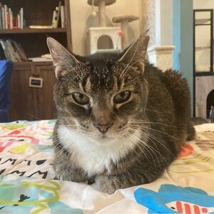 Meet your Posher, Poshbat